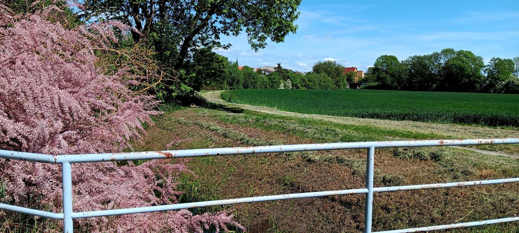 Fewo Am Grossen Bruch Oschersleben Esterno foto